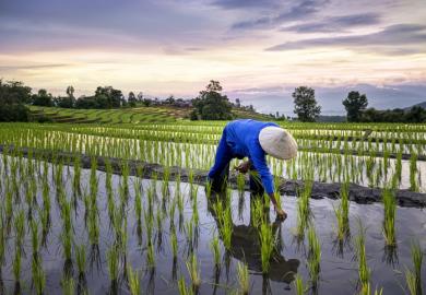 Rice terraces agriculture Thailand