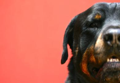 Rottweiler guard dog