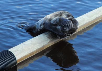 Sad seal