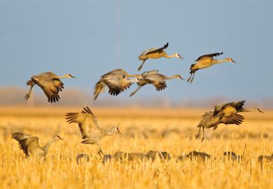 Sandhill cranes in flight above corn fields, Kearney, Nebraska