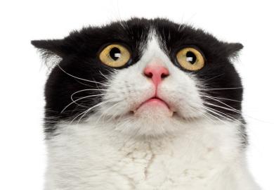 Scared/startled cat looking up