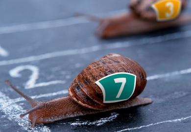 Snails competing in race