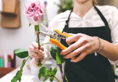 A woman cuts the flower off a rose stem