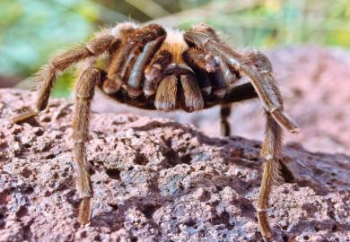 tarantula, spider