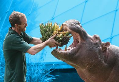 Hippo feeding