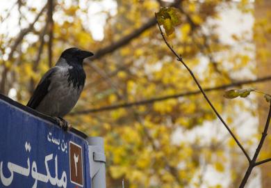 A crow perched on a sign in Tehran, symbolising stolen authorship