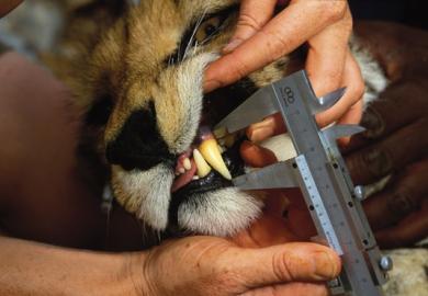 Cheetah having tooth measured