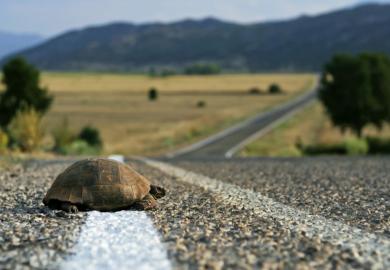A tortoise starts to cross a road