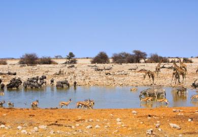 watering hole 