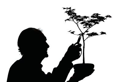 A man prunes bonsai during the Gardening Scotland show to illustrate ‘Managed market’ redux?