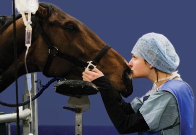 Intern Emma Saric kisses a horse to illustrate Trade-offs are needed to expand apprenticeships