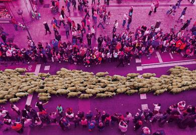 Sheep are mustered through the city center to illustrate Research evaluations are narrowing UK disciplines