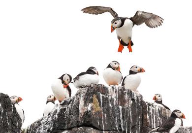 Puffins crowd on a rock at Northumberland, England to illustrate Little room for manoeuvre