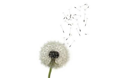Dandelion with seeds blowing away