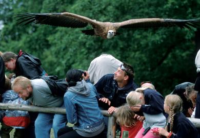 Vulture flying over visitors