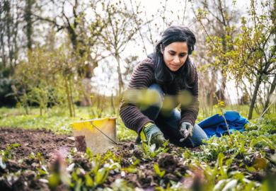 A woman weeding