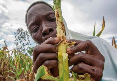 worm-crop-damage