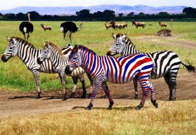 Fours zebras, one of which is coloured blue and red