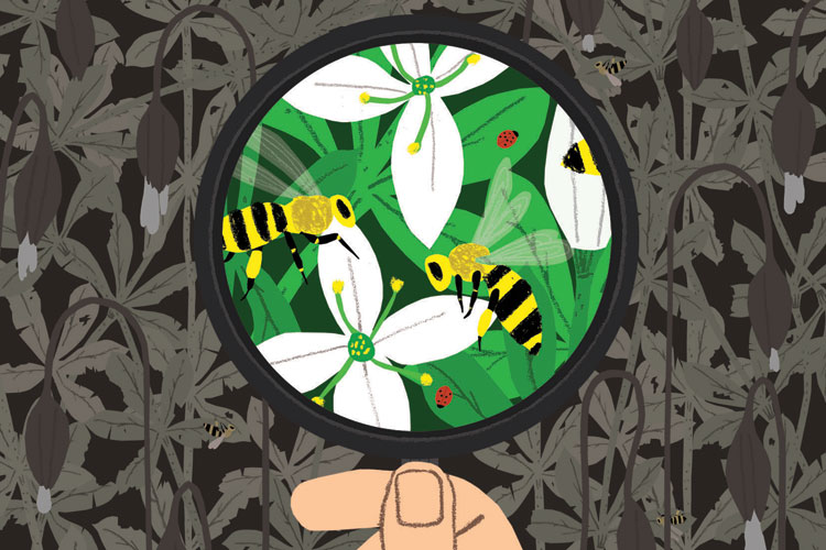 Save field biology skills from extinction risk Times Higher Education