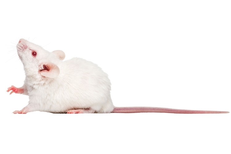 Why animal researchers are ending their silence | Times Higher Education  (THE)