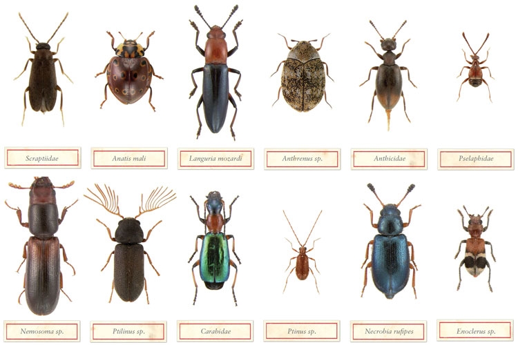 Common House Beetles Identification | manminchurch.se