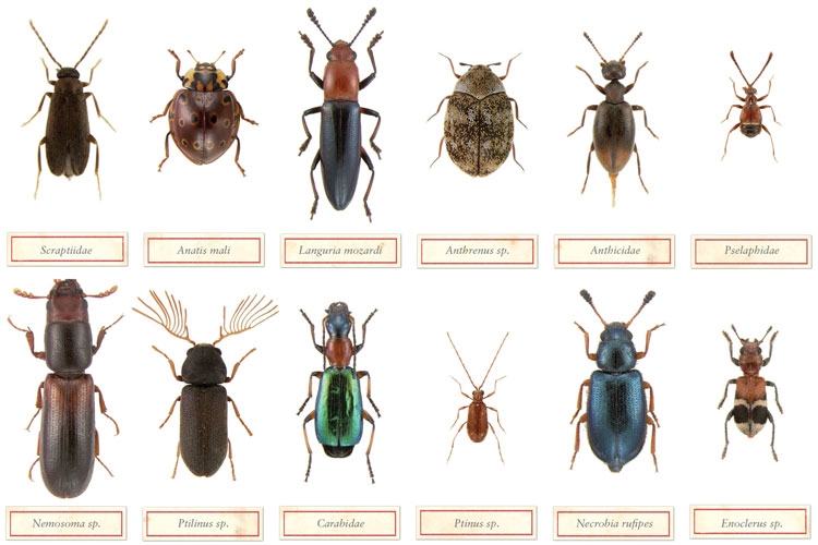 House Beetles Identification Key Signs And Species Guide