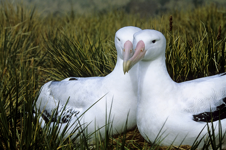 South Georgia, wandering albatross pair, at nest sub-Antarctica. Albatrosses pair for life. To illustrate that success for TNE partners requires long-term, trust-based partnerships. 