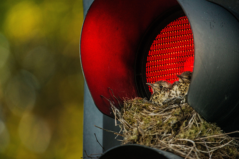 Mistle thrush (Turdus viscivorus) nest in traffic light. To illustrate that for some universities they may be better off staying at home than pursuing TNE.