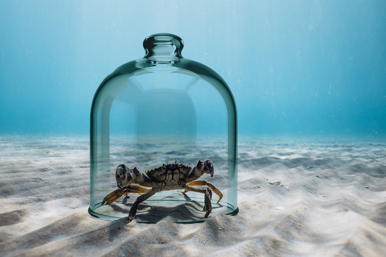 A crab underwater trapped in a bell jar. To illustrate that institutions sometimes do not want early-career researchers to move forwards in their career despite their merits.