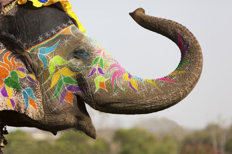 Decorated Indian elephant raising trunk