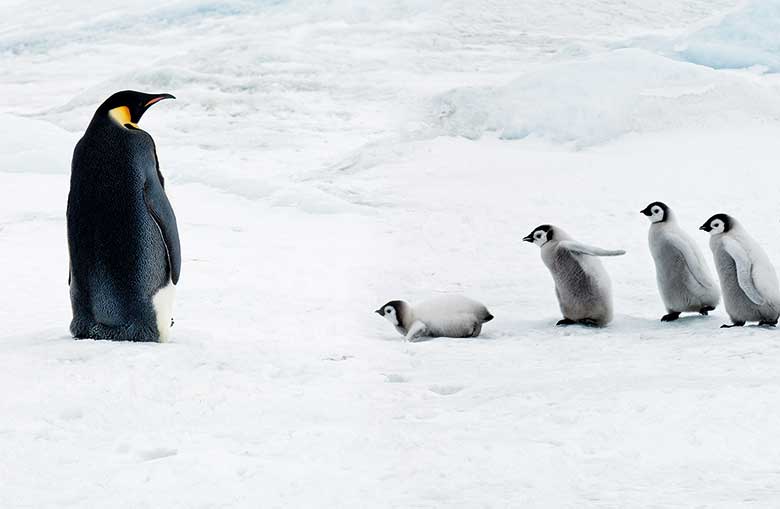 Emperor penguin with chicks