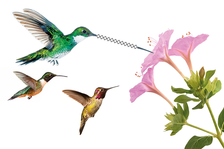 Flying hummingbirds feeding on nectar from flower
