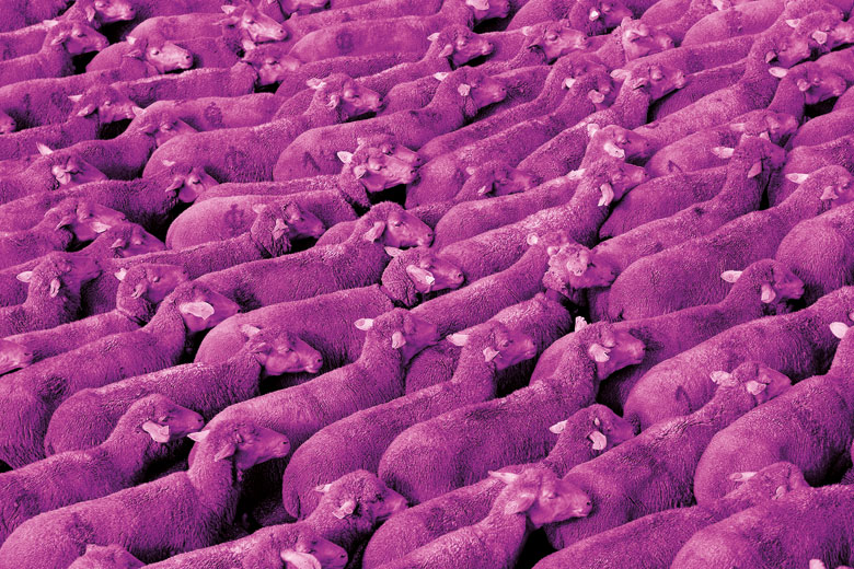 Herd of purple sheep