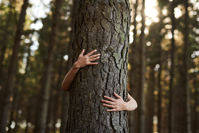 Person hugging a tree in a forest, illustrating protecting a forest of ambition. Person hugging a tree in a forest, illustrating protecting a forest of ambition.