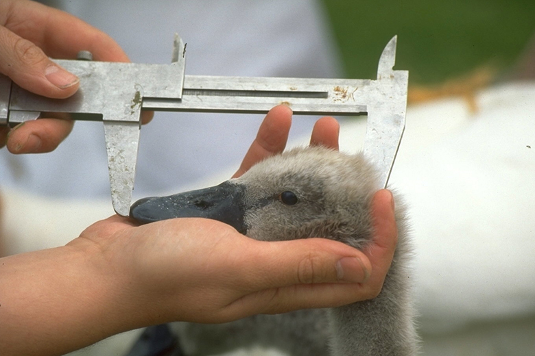 Survey measuring young cygnet’s head on River Thames. To illustrate that using GCSE English as a requirement for entry to university does not fully show the potential of the student. Survey measuring young cygnet’s head on River Thames. To illustrate that using GCSE English as a requirement for entry to university does not fully show the potential of the student.