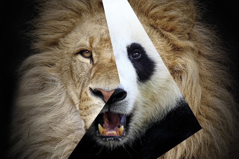 Montage of lion and panda faces (Africa/China)