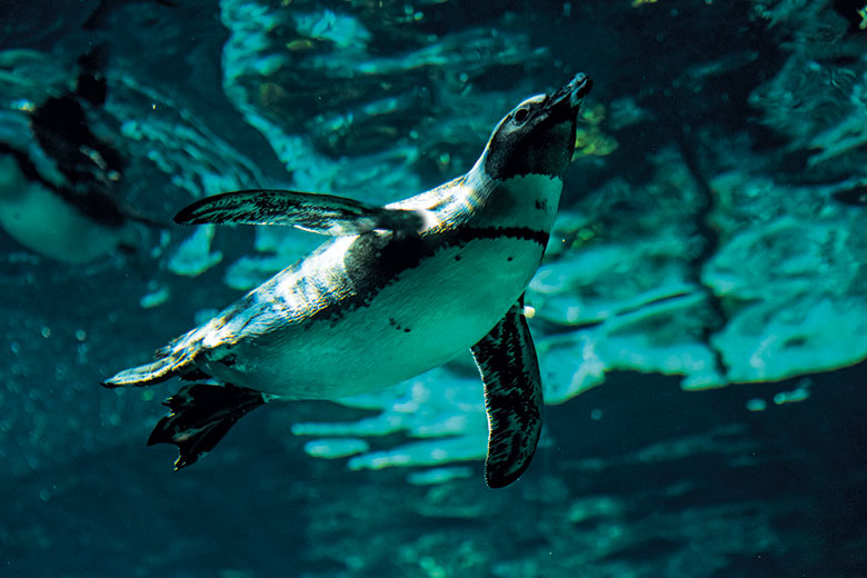 Pppick up a penguin Life as an active field biologist Times Higher