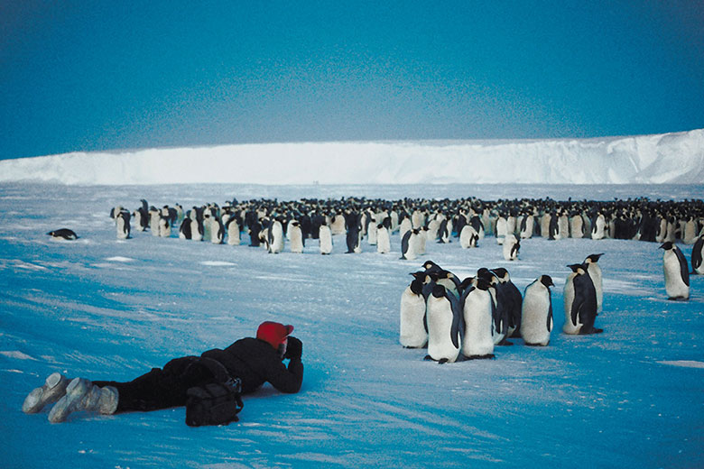 A person looking at emperor penguins, Antarctica.