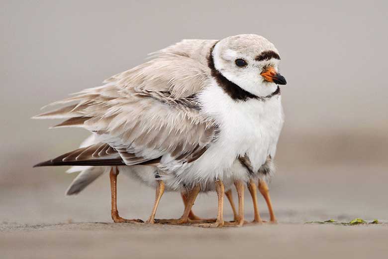 Piping plover with chicks