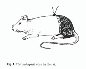 Rat, underpants, 