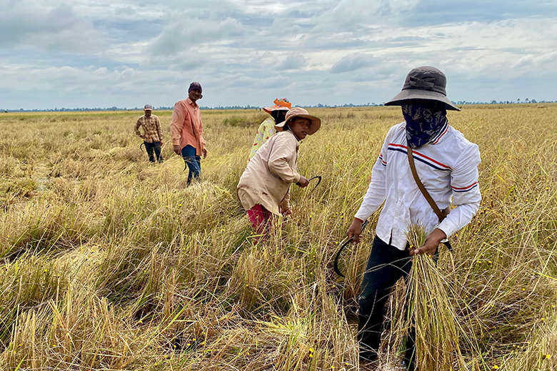 Peasants gather the rice harvest in Kampong Thom, Cambodia Peasants gather the rice harvest in Kampong Thom, Cambodia
