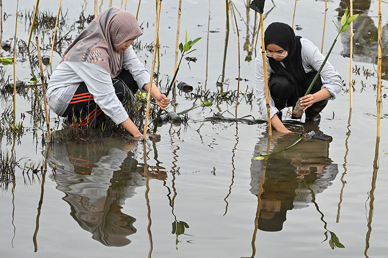 Volunteers from Syiah Kuala University plant about 1,000 mangrove saplings at Lampulo fishermen’s port, with financial support from the local community to encourage regular planting, in Banda Aceh, Indonesia, on 10 September 2023.