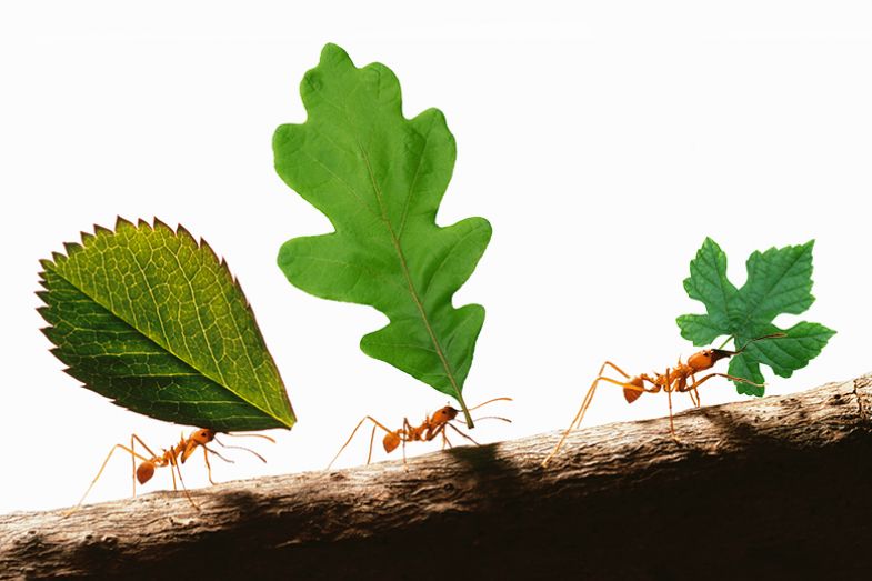 Ants carrying different leaves, to illustrate universities taking on different roles under proposals made in the skills White Paper.
