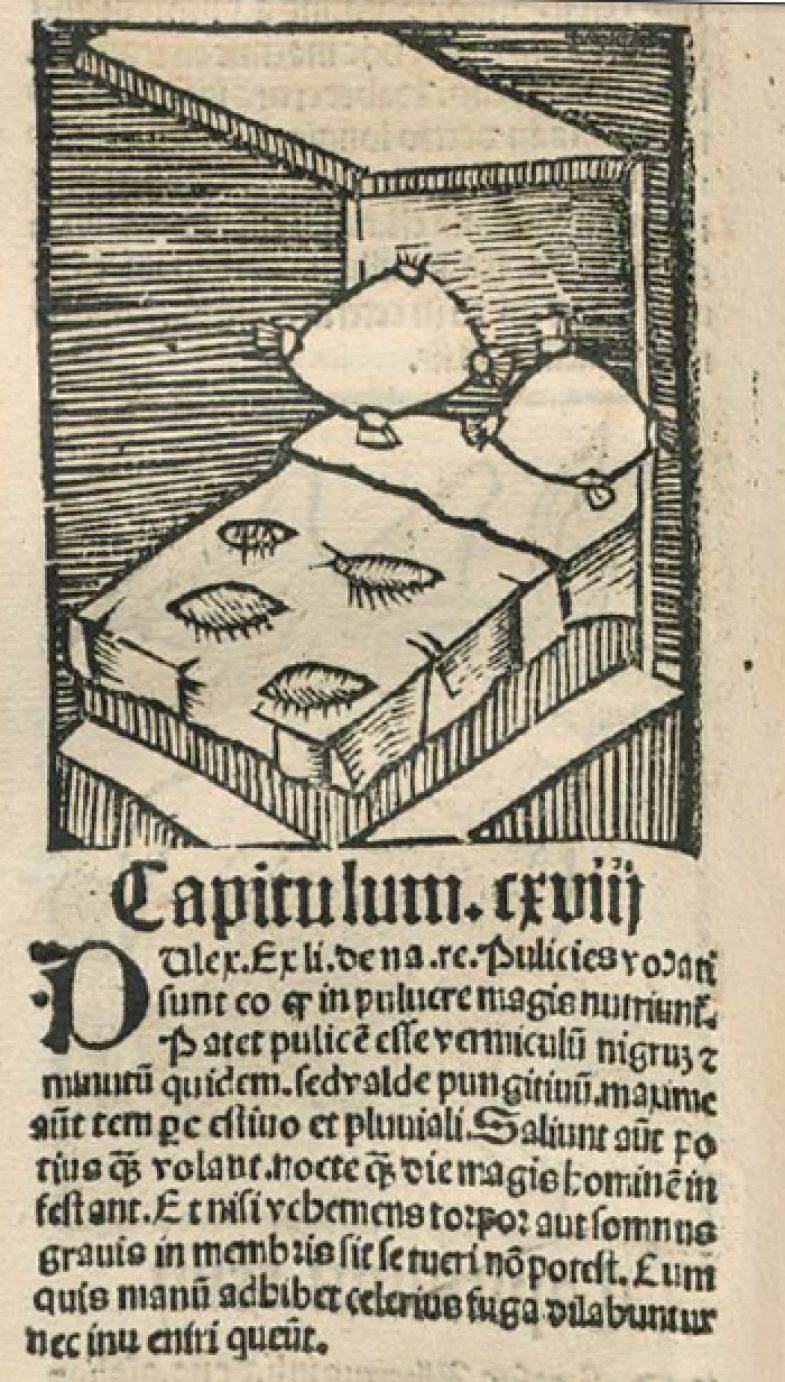 Medieval bed bugs