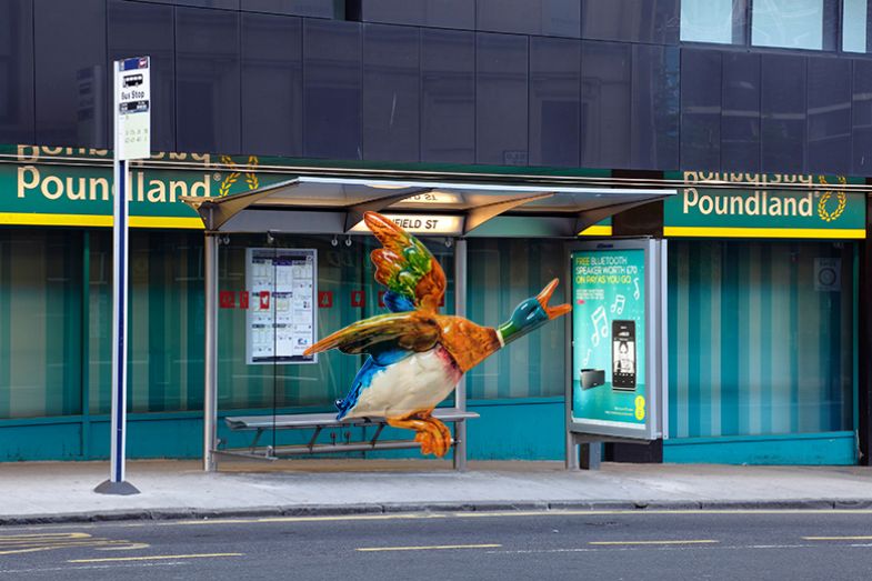 A duck, typically hung on the wall of a home, at a bus stop. To illustrate students who live at home having to commute to university. A duck, typically hung on the wall of a home, at a bus stop. To illustrate students who live at home having to commute to university.