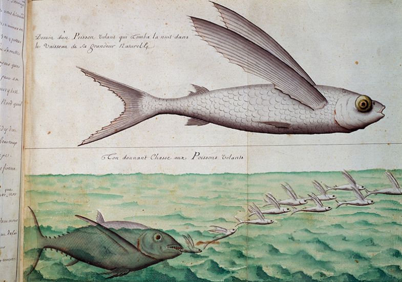 Tuna chasing flying fish, a watercolour from the log book of Jacques Gouin de Beauchesne (1652-1730). To illustrate a desire from the government for universities to specialise and adapt to succeed.