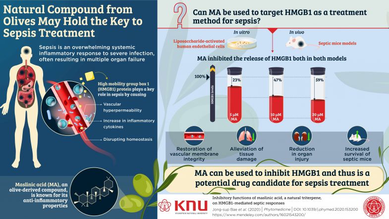 Natural Compound Derived From Olives May Hold The Key To Sepsis Treatment Times Higher Education The
