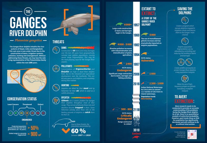 Biological sciences student Kevin M. created an infographic about the Ganges River Dolphin.