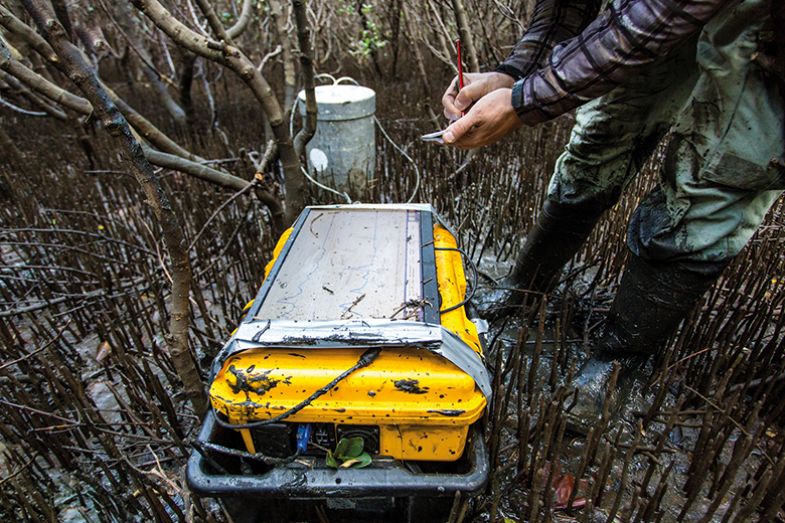 Scientist measuring greenhouse gas emissions at a mangrove forest