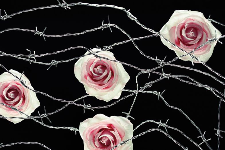 Roses and barbed wire